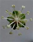  Male Flower (Upper view)